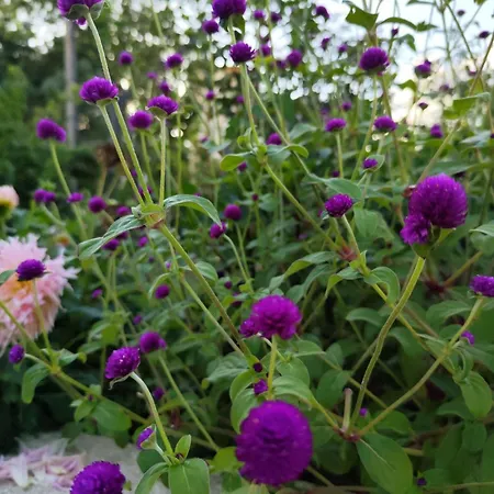 Apartment Casa Mercedes *