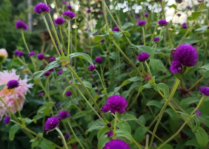 Apartmán Casa Mercedes *